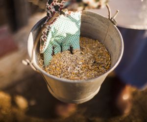 person-hand-holding-bucket-with-fodder